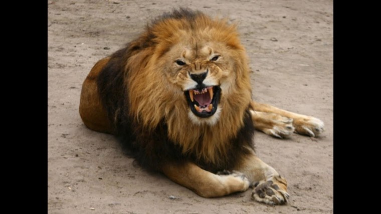 Злость Льва
