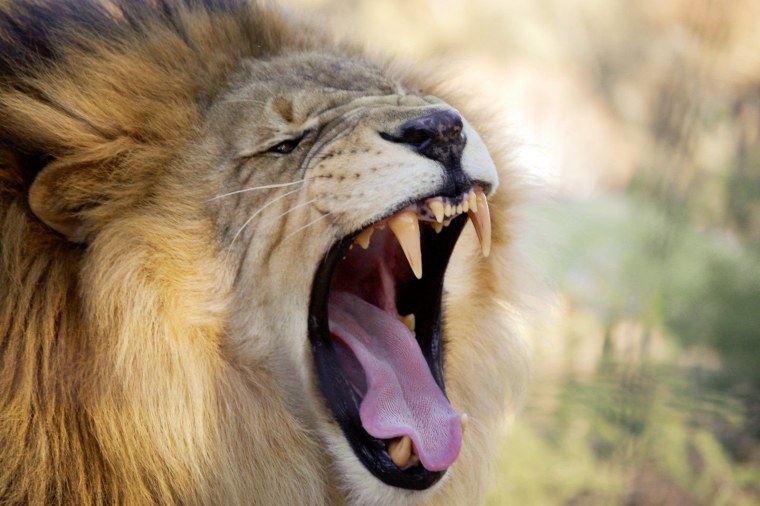 Лев с открытой пастью