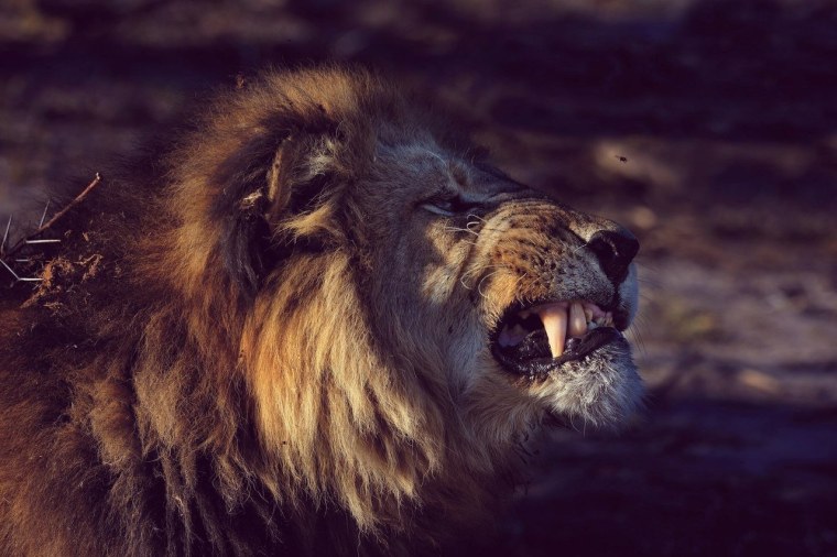 Свирепый Лев
