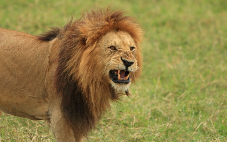 Лев фото