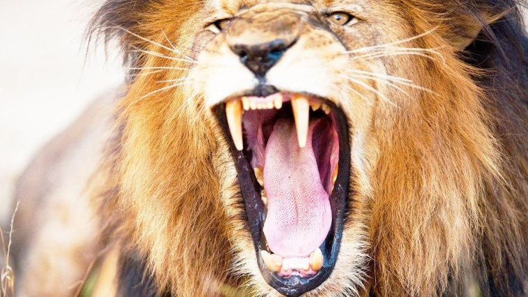 Злой Лев в ярости с когтями