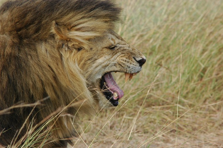 Лев рычит сбоку