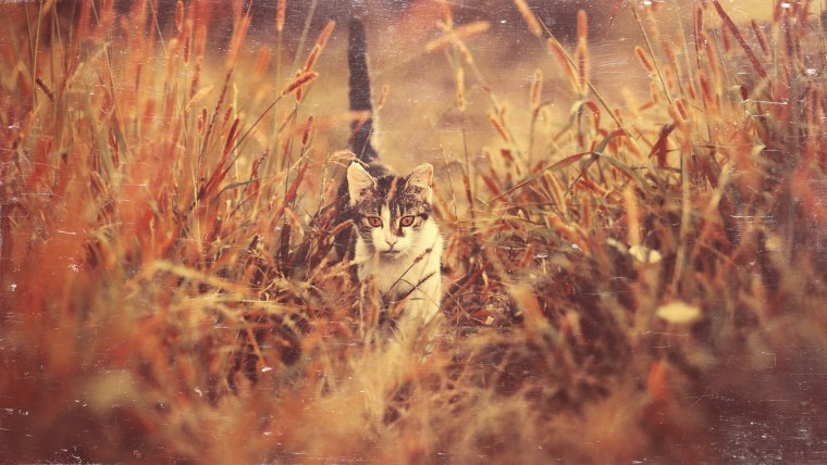 Кошки на природе Эстетика