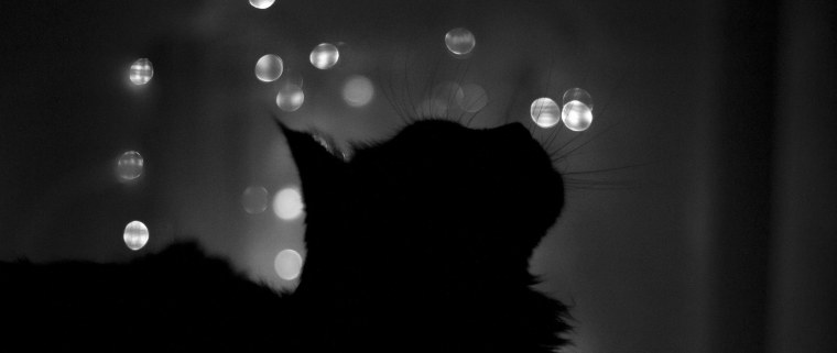 Кошка в темноте Эстетика