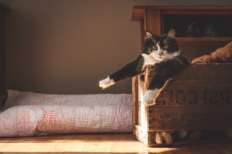 Атмосферные котики