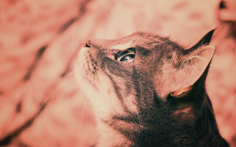 Обои кошаков