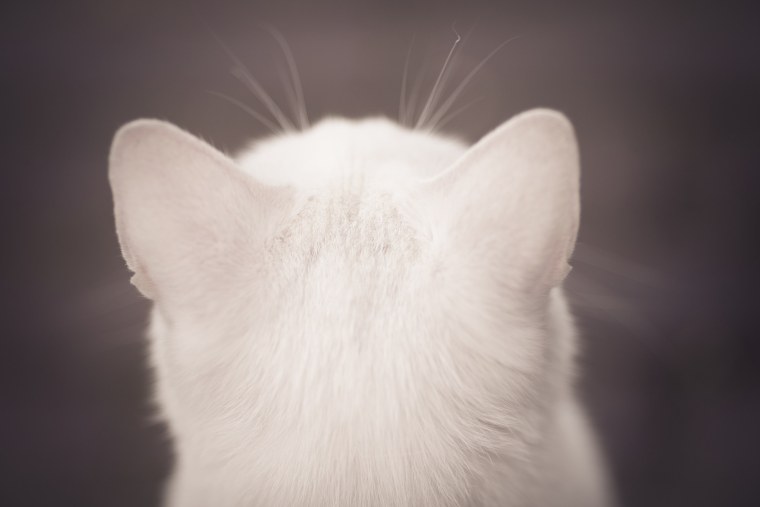 Котики Эстетика