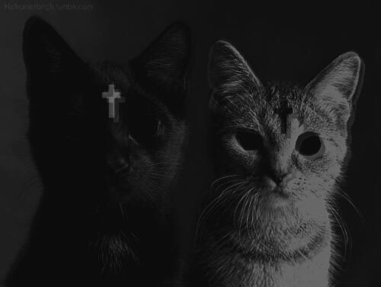 Черный котик Эстетика