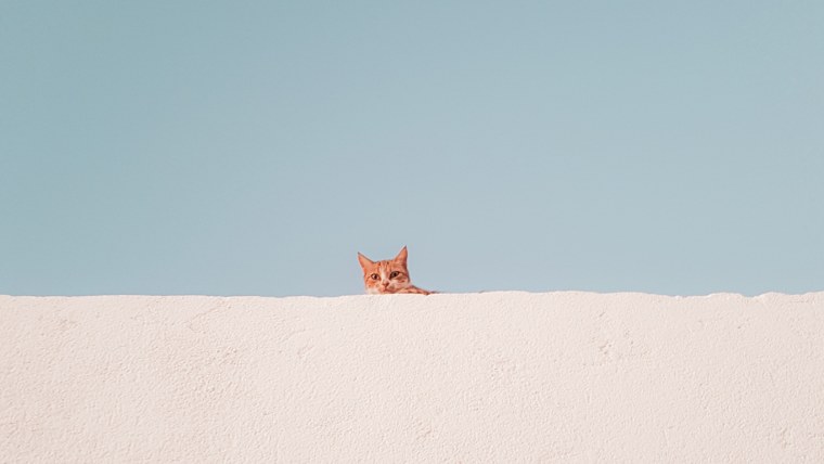 Минимализм животные