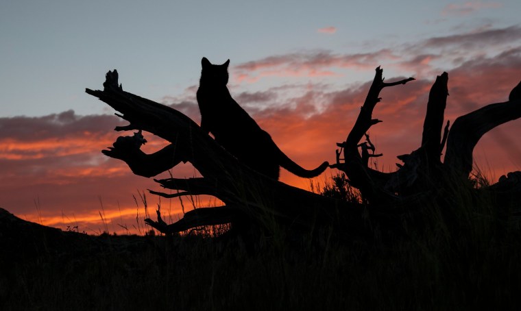 Кошка на закате