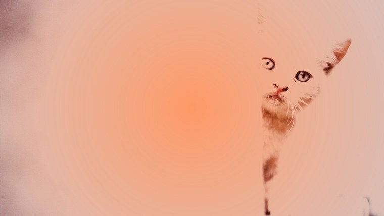 Обои на телефон котики