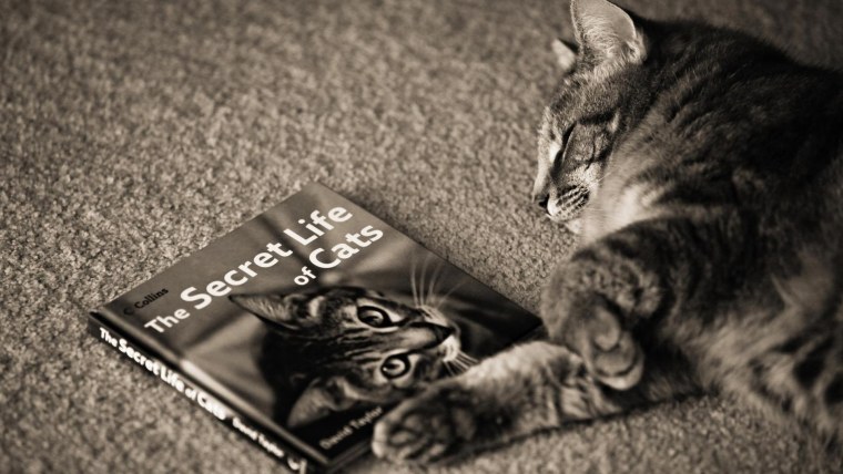 Черепаховая кошка Калико на природе