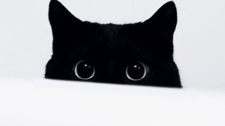 Аватарки для стима коты