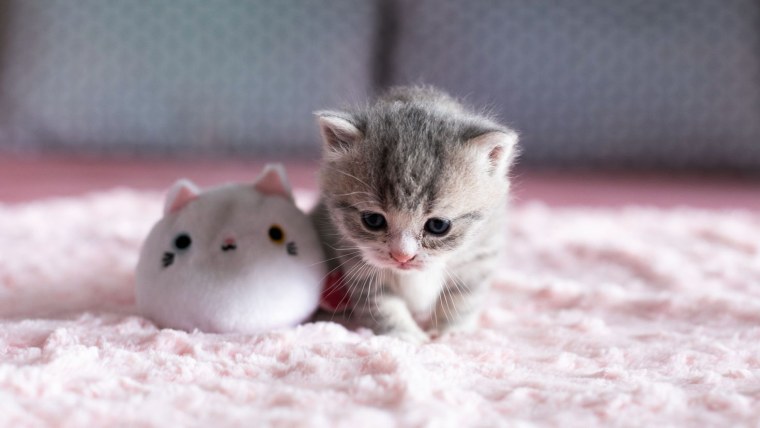 Милые котята