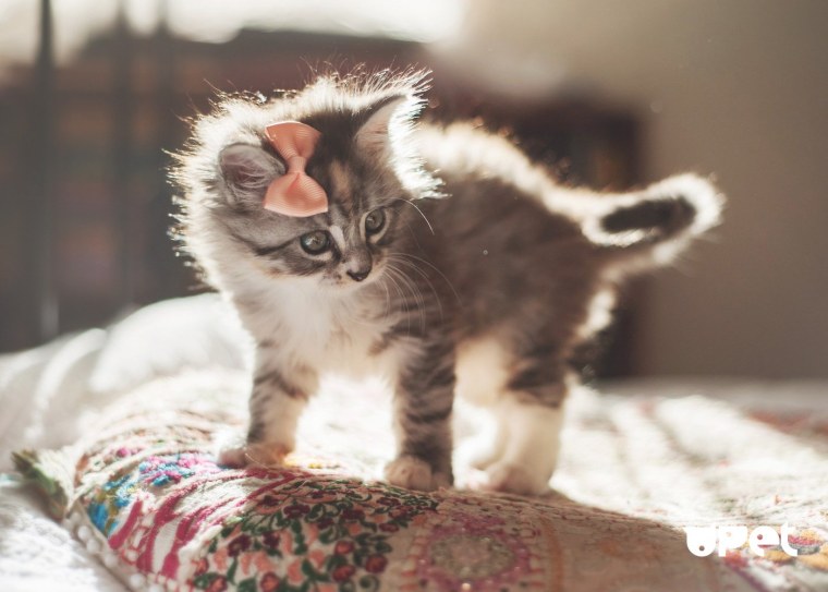 Милые котята