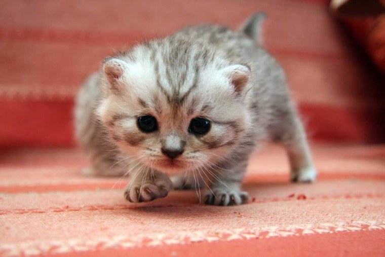 Маленький котенок