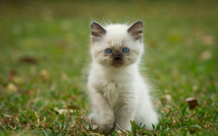 Котята сиамские пушистые