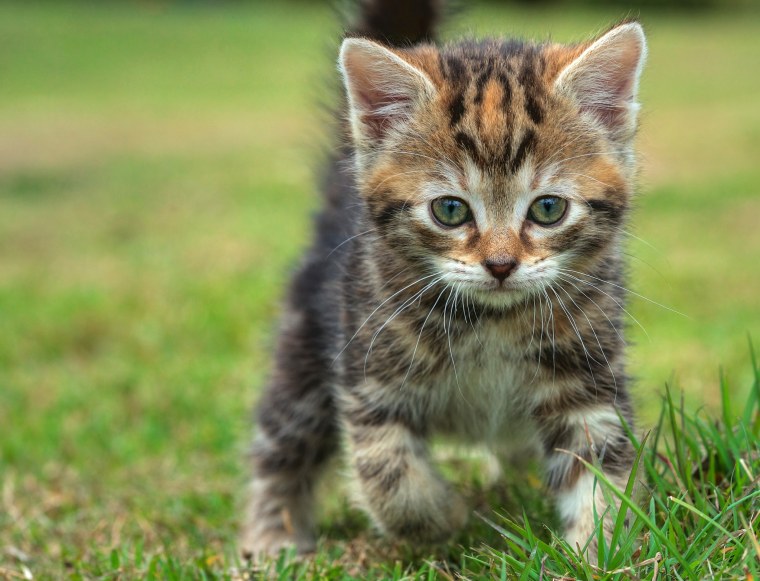 Маленькая кошечка