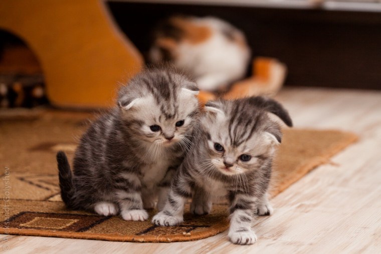 Котятки маленькие маленькие