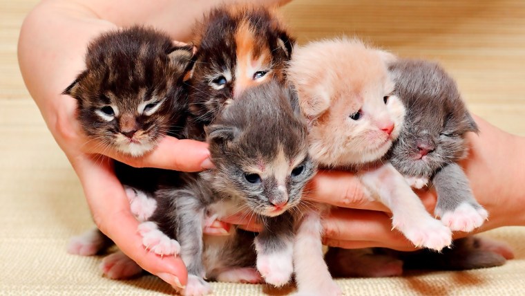 Новорожденный котенок