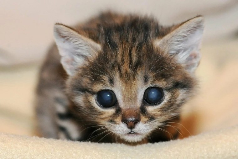 Бедные котята