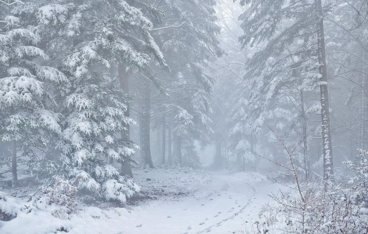 Метель в лесу