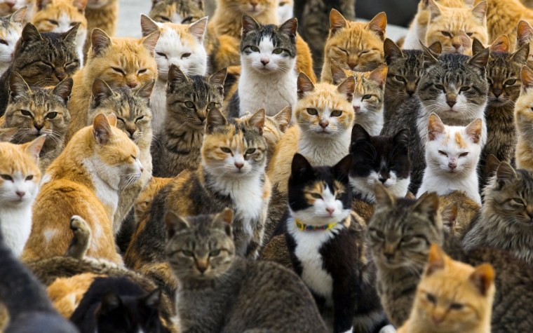 Аосима кошачий остров