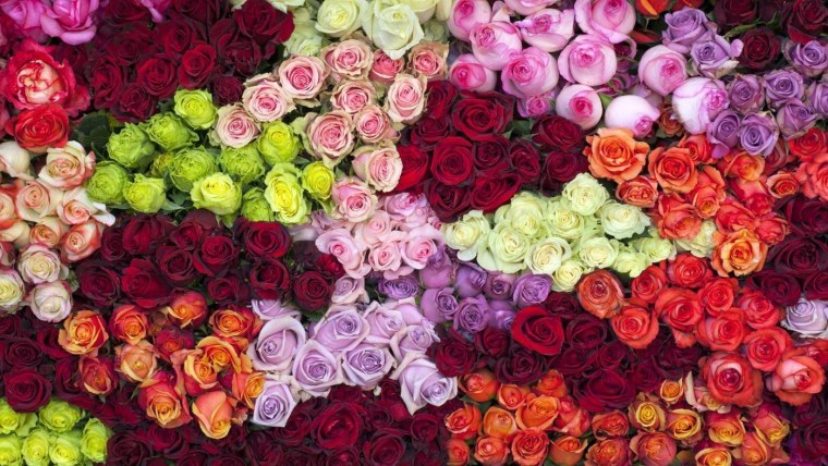 Роза Джульетта черри