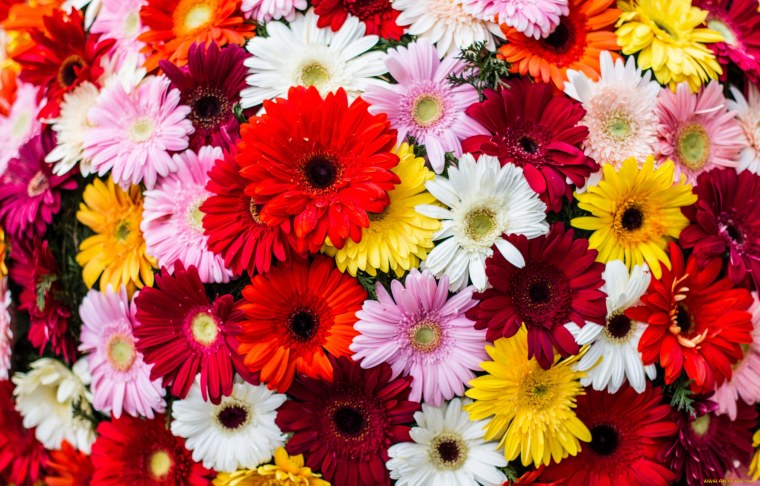 Яркие цветы