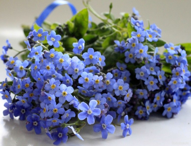 Сенполия букет незабудок