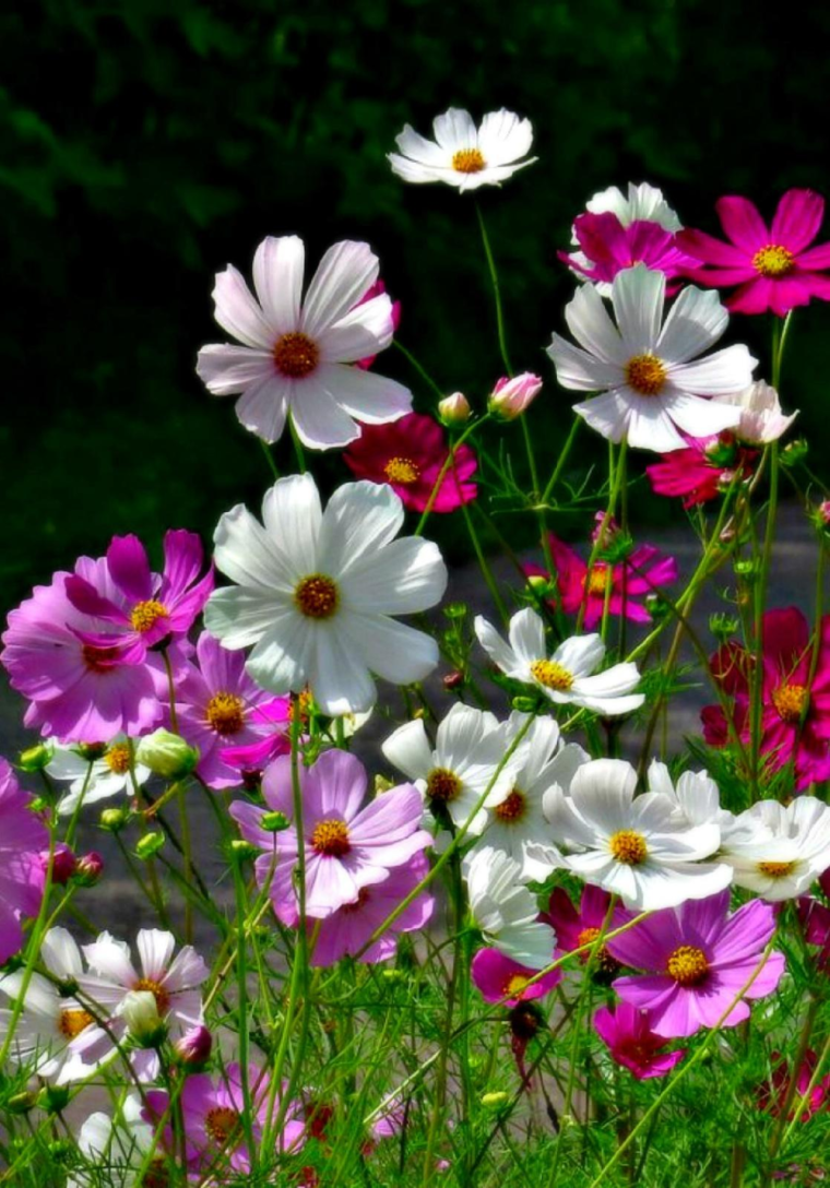 Однолетники космея