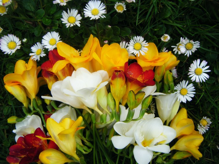 Фрезия Солейл