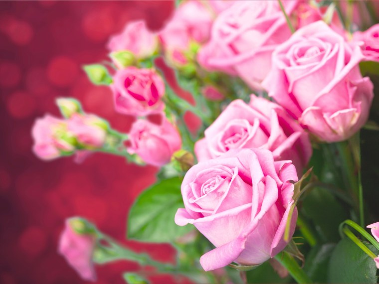 Розовые розы