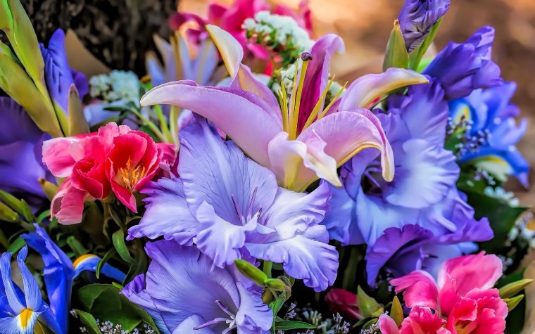 Ирисы и гладиолусы