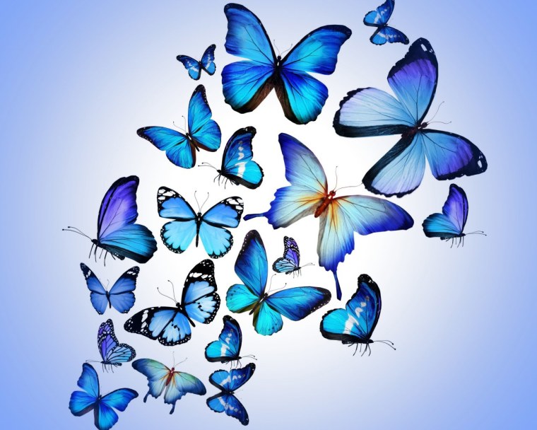 Синяя бабочка
