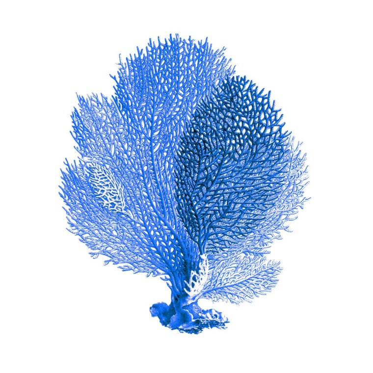 Синие водоросли