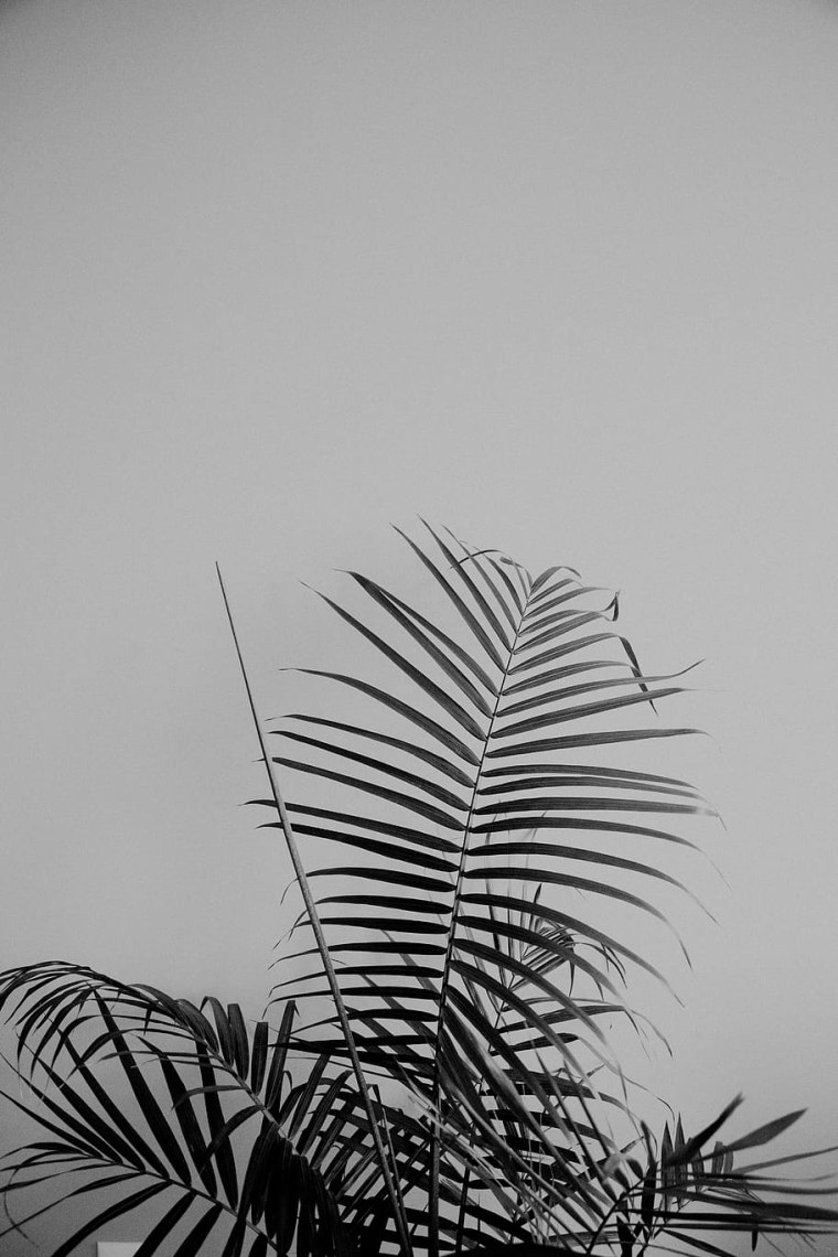 Лист пальмы