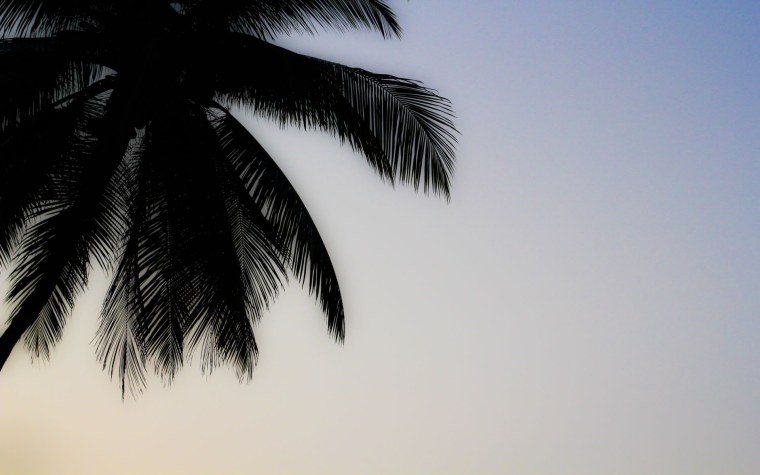 Пальмы темные