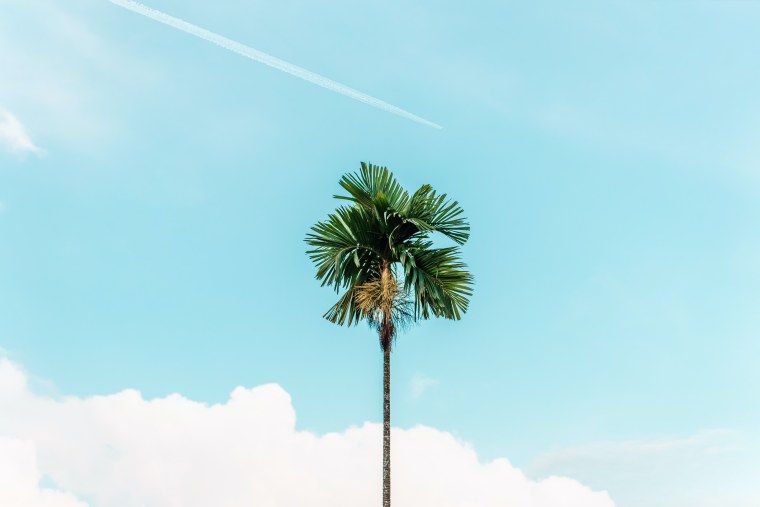 Пальмы на фоне голубого неба