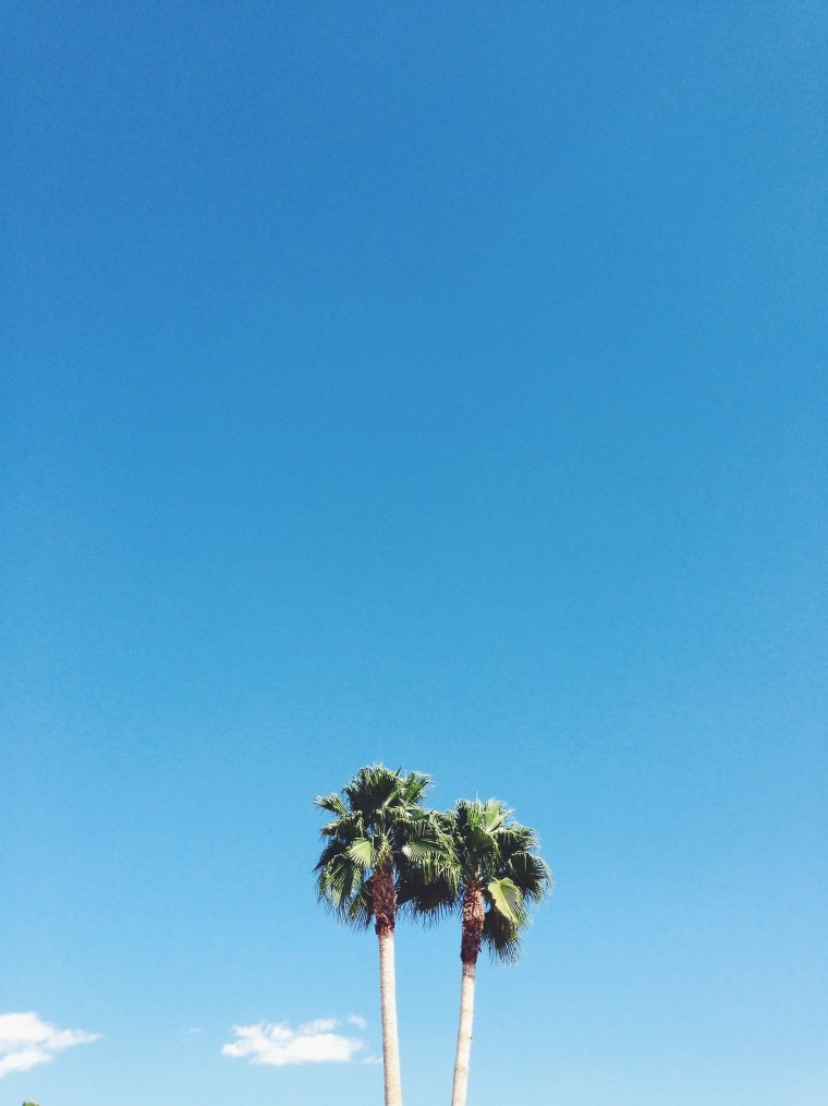 Минимализм фото пальмы