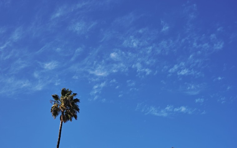 Пальмы Минимализм обои