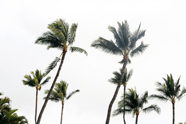 Тропики Эстетика