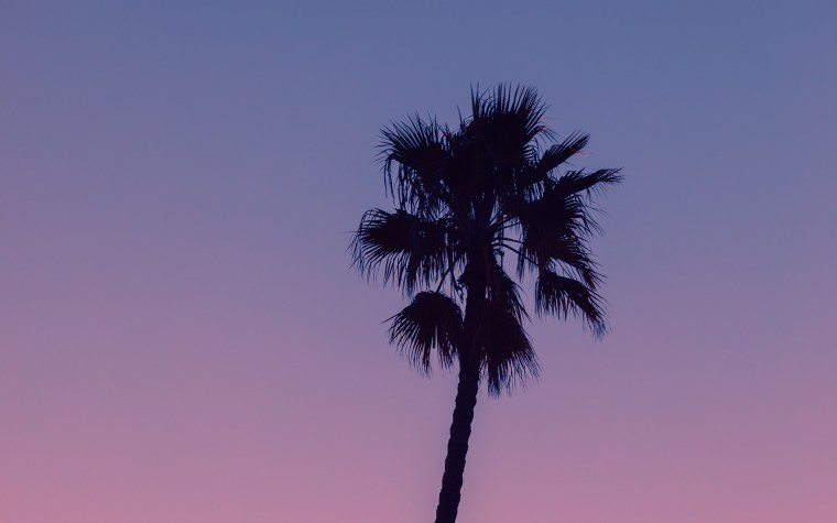 Пальмы темные