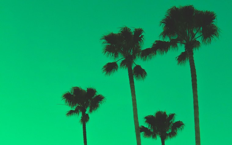 Пальма на зеленом фоне