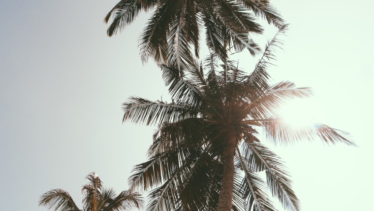 Пальмы в очках