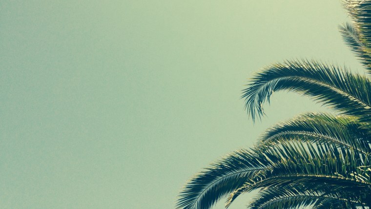 Минималистичные пальмы