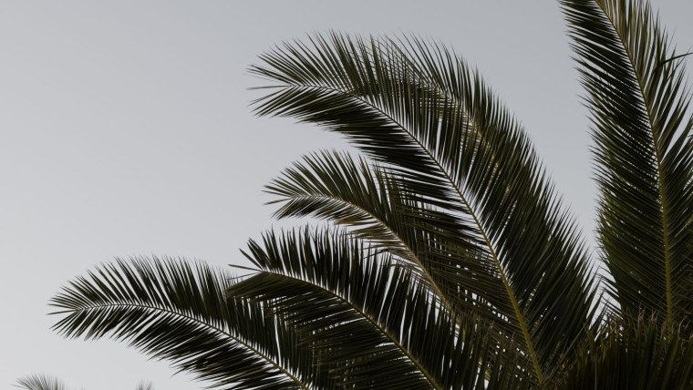 Тень пальмы