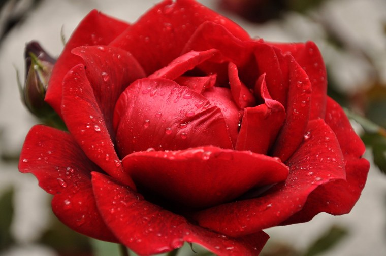 Красные розы