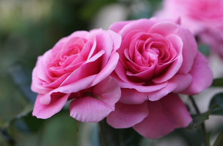 Роза Пинк Мушимара