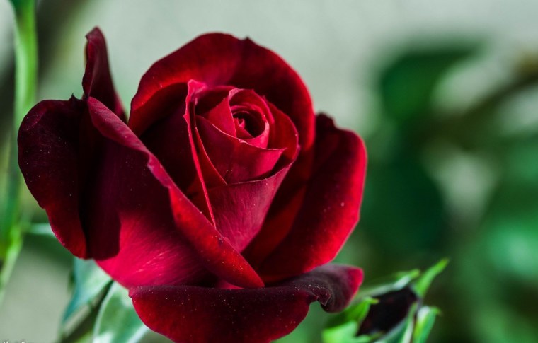 Роза чайно-гибридная Блэк баккара